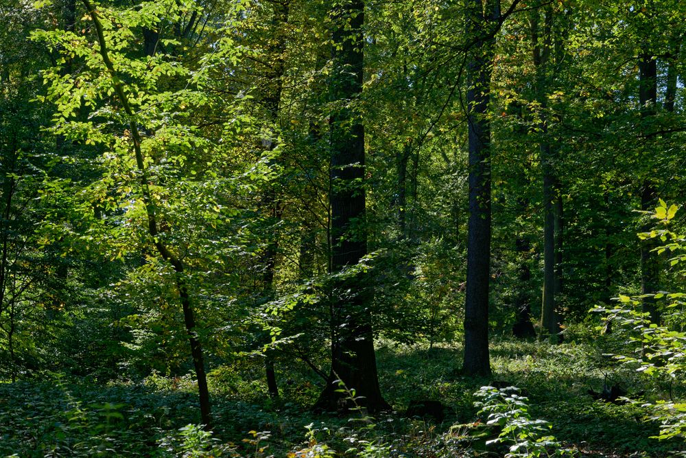 Waldmotive, hier: Frühherbst im Laubwald