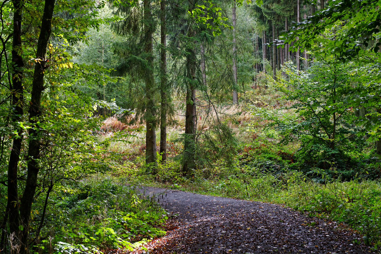 Waldmotive, hier: Frühherbst im Wald