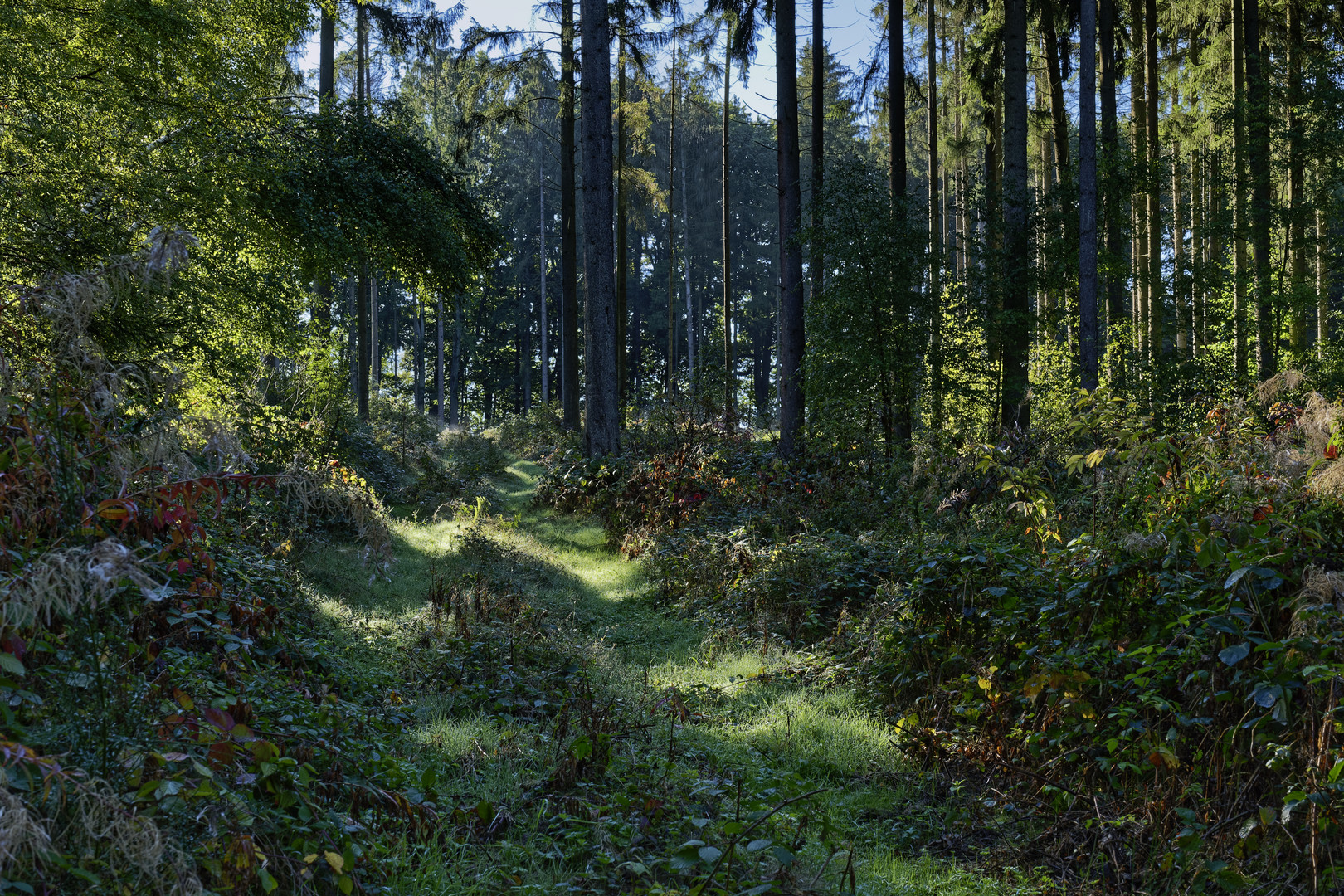 Waldmotive, hier: Frühherbstimpressionen auf einem Waldweg 