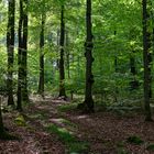 Waldmotive, hier: Frühherbstimpressionen auf einem Waldweg