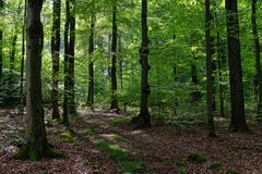 Waldmotive, hier: Frühherbstimpressionen auf einem Waldweg