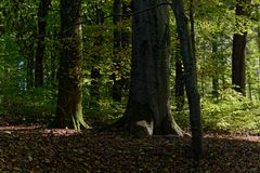 Waldmotive, hier: Frühherbstimpressionen im Buchenwald