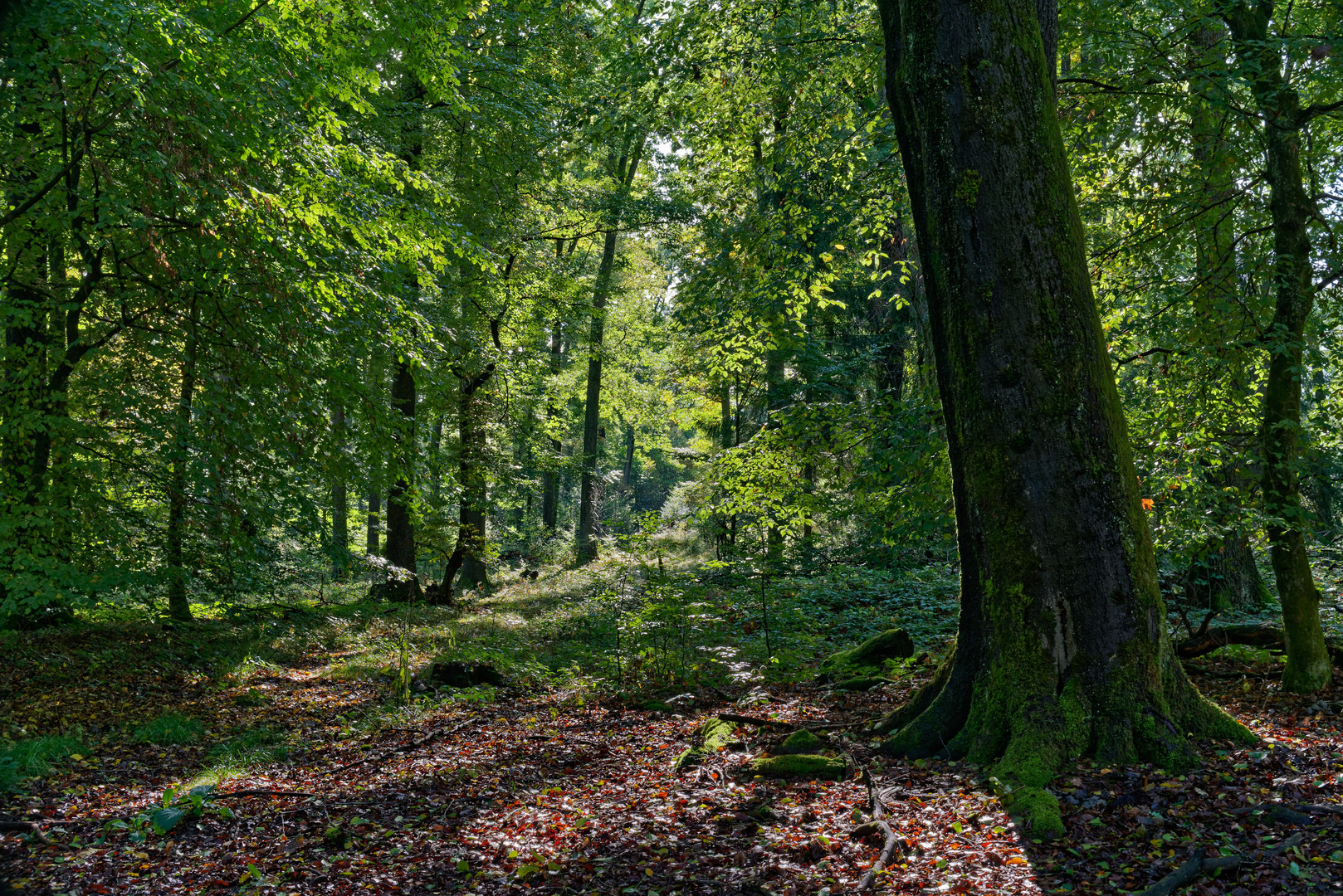 Waldmotive, hier: Frühherbstimpressionen im Laubwald