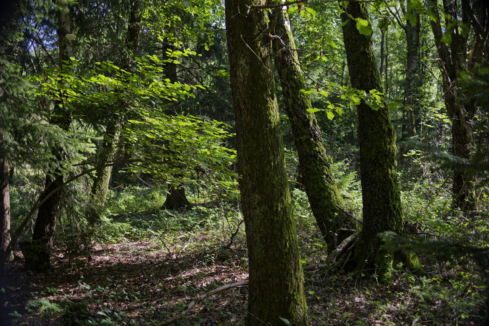 Waldmotive, hier: Frühherbstimpressionen im Wald