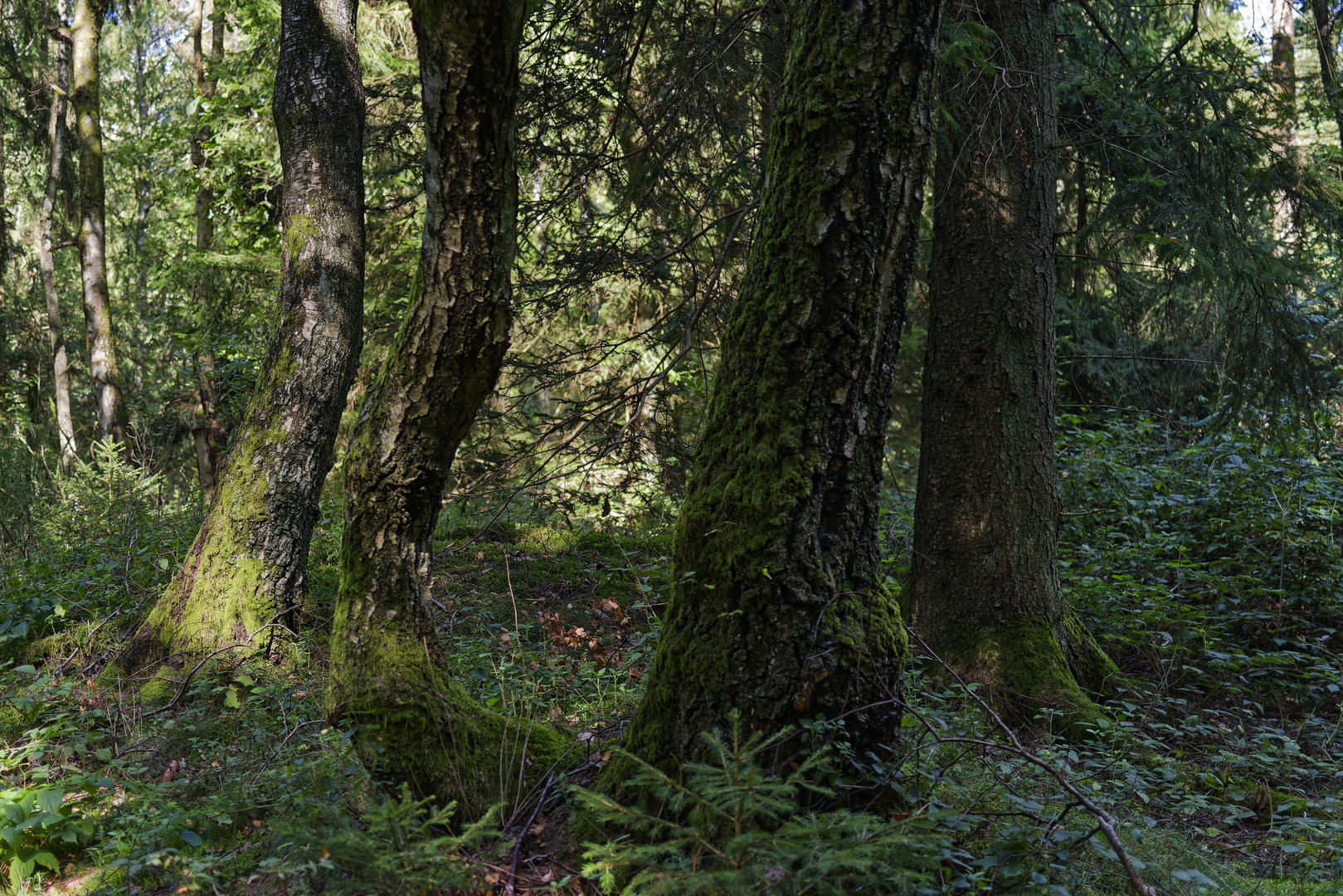 Waldmotive, hier: Frühherbstimpressionen im Wald