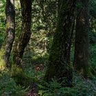 Waldmotive, hier: Frühherbstimpressionen im Wald