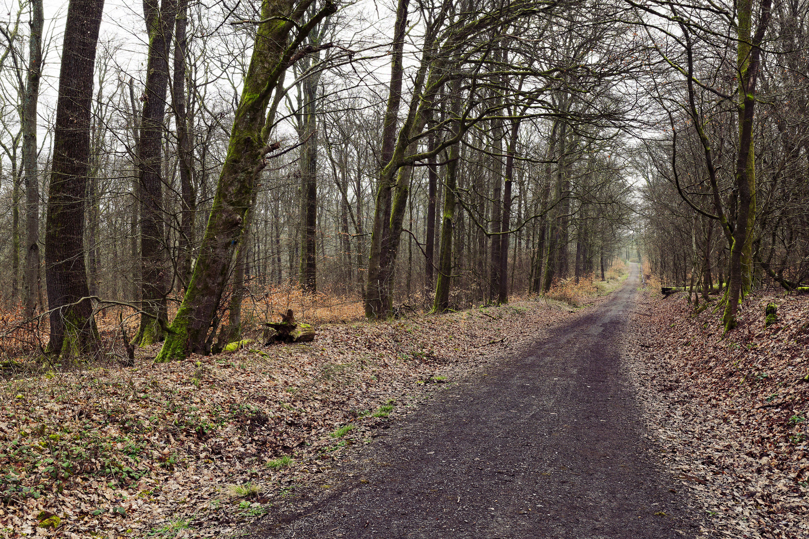 Waldmotive, hier: Frühjahr im Wald (2)