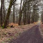 Waldmotive, hier: Frühjahr im Wald (2)