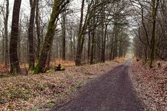 Waldmotive, hier: Frühjahr im Wald (2)