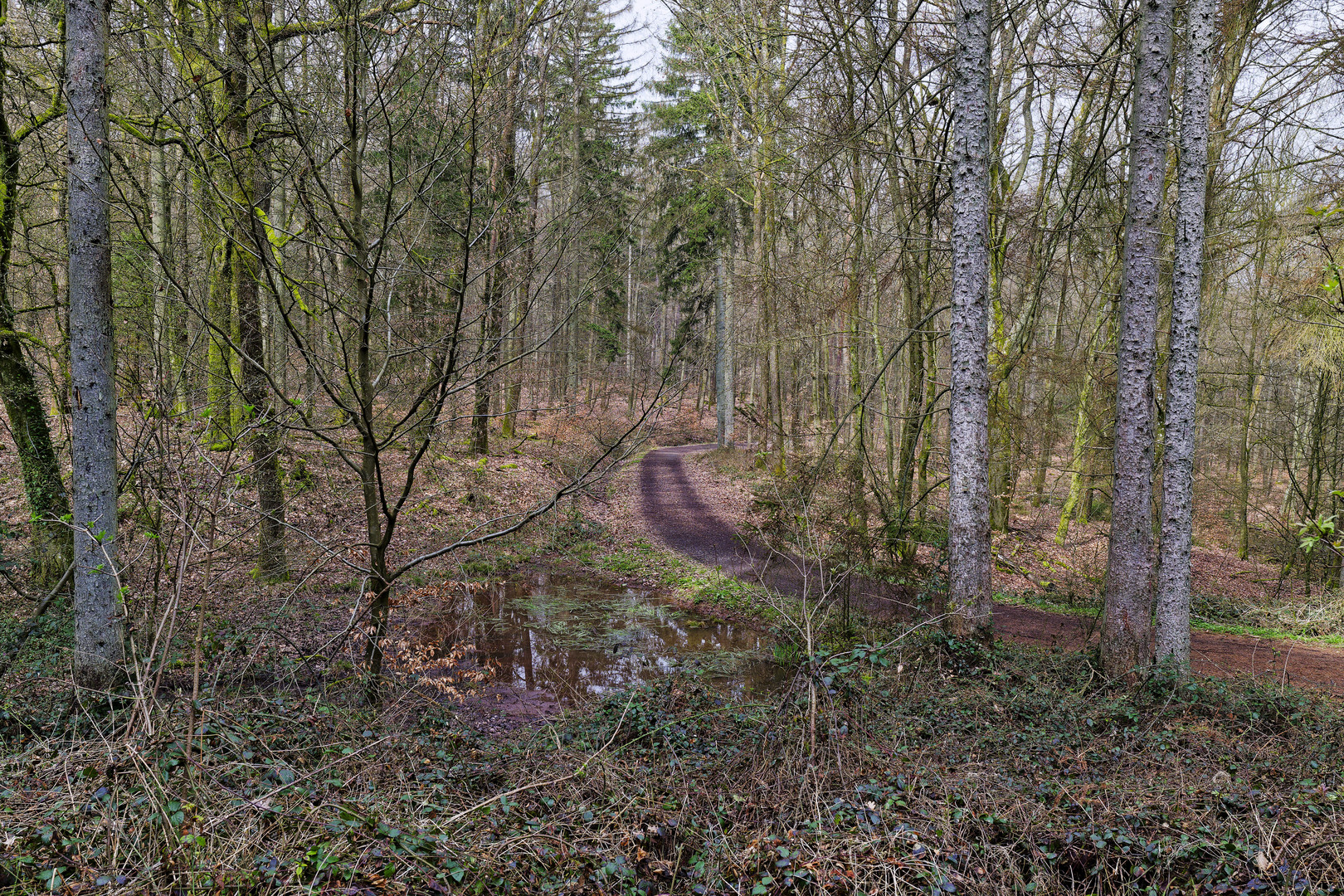 Waldmotive, hier: Frühjahr im Wald