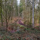 Waldmotive, hier: Frühjahr im Wald