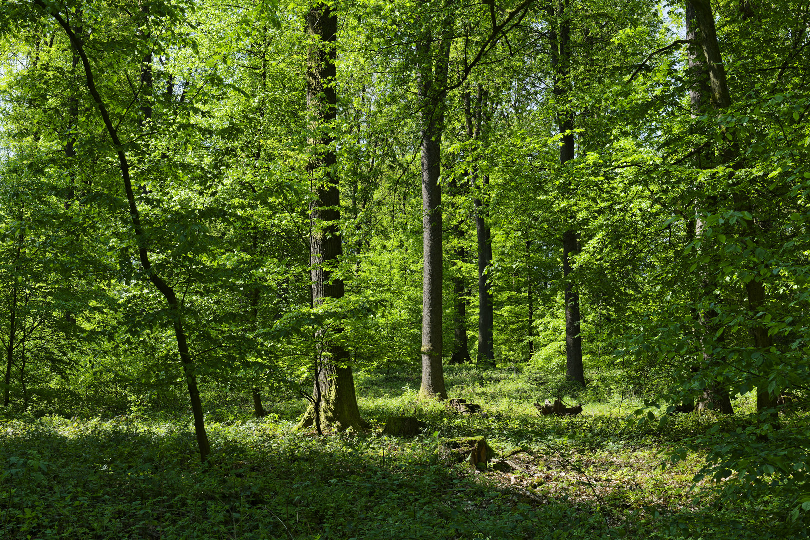 Waldmotive, hier: Frühling im Laubwald (2)