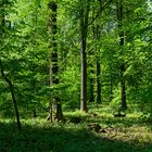 Waldmotive, hier: Frühling im Laubwald (2)
