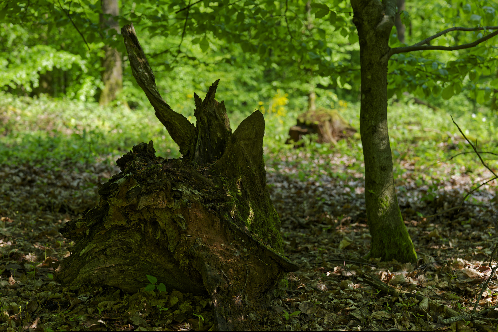 Waldmotive, hier: Frühling im Laubwald (3)