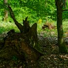 Waldmotive, hier: Frühling im Laubwald (3)