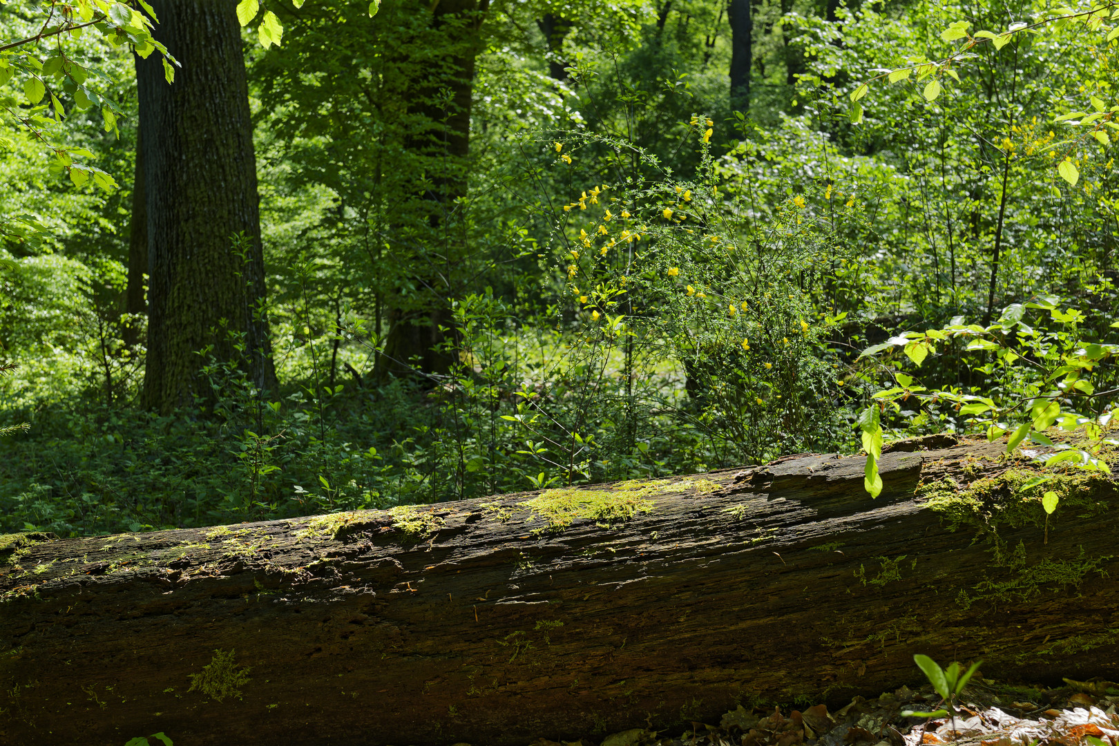 Waldmotive, hier: Frühling im Laubwald