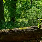 Waldmotive, hier: Frühling im Laubwald