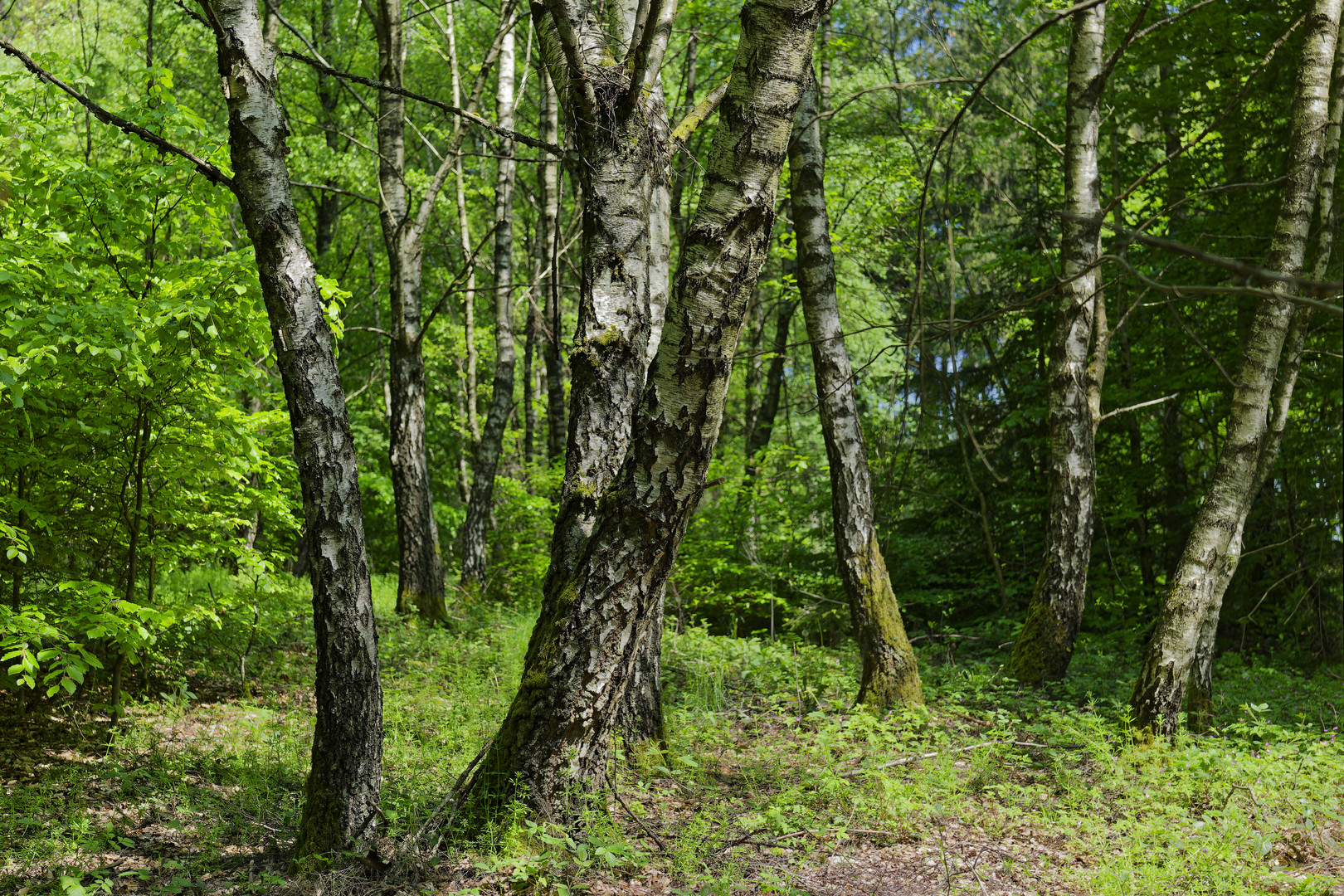 Waldmotive, hier: Frühling im Laubwald (4)