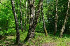 Waldmotive, hier: Frühling im Laubwald (4)