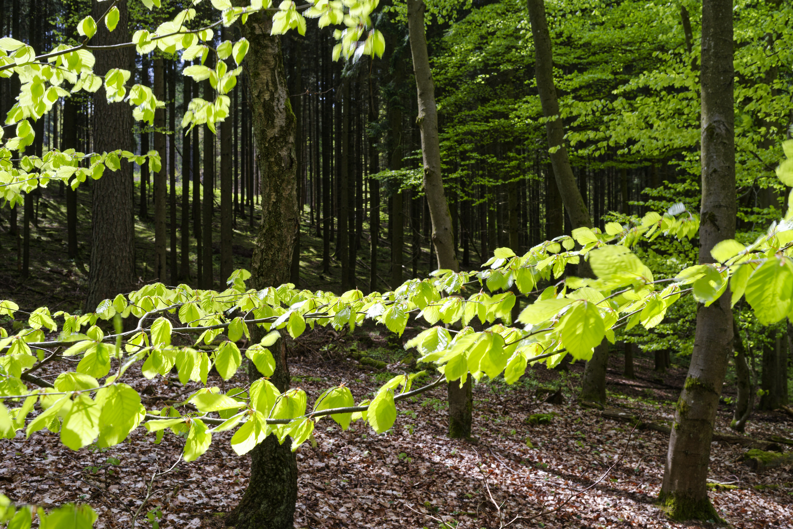 Waldmotive, hier: Frühlingsblätter im Licht