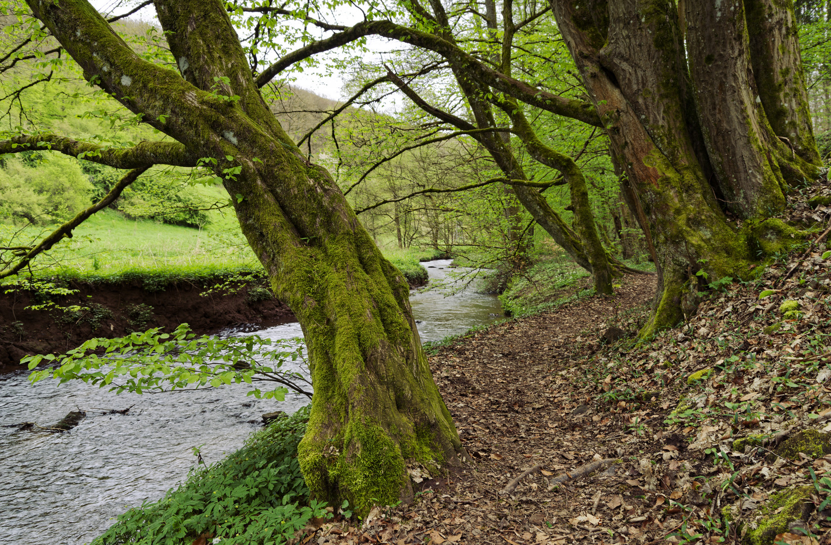 Waldmotive, hier: Frühlingserwachen am Lautenbach