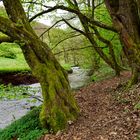 Waldmotive, hier: Frühlingserwachen am Lautenbach