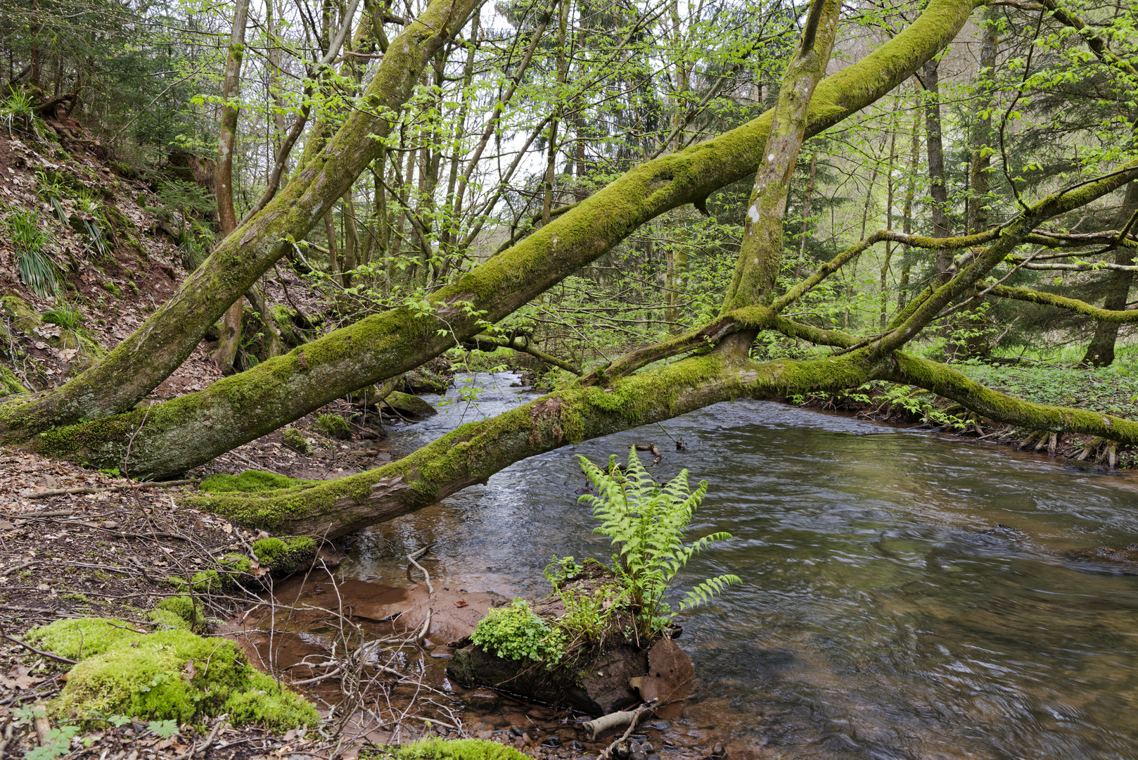 Waldmotive, hier: Frühlingserwachen am Lautenbach (10)