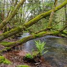 Waldmotive, hier: Frühlingserwachen am Lautenbach (10)