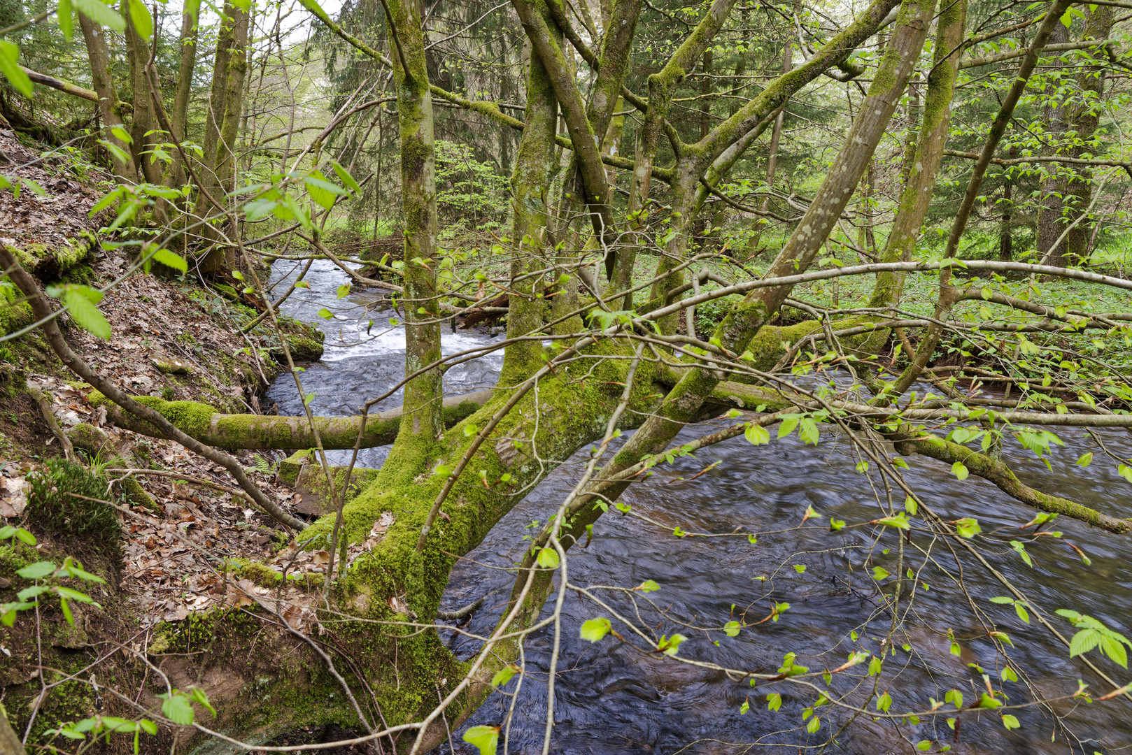 Waldmotive, hier: Frühlingserwachen am Lautenbach (11)