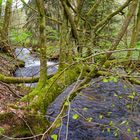 Waldmotive, hier: Frühlingserwachen am Lautenbach (11)