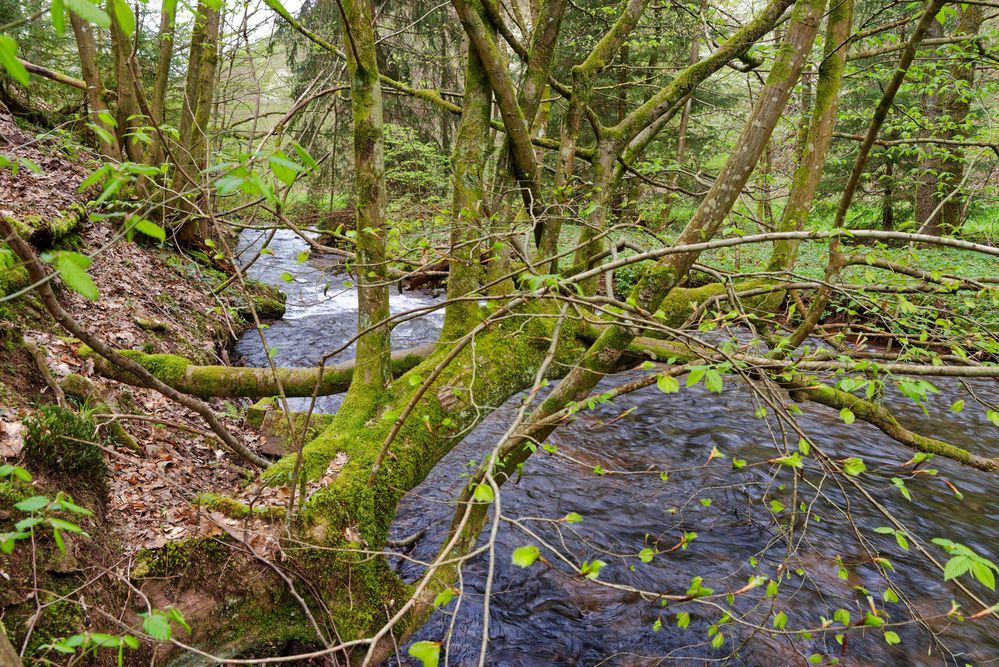 Waldmotive, hier: Frühlingserwachen am Lautenbach (11)