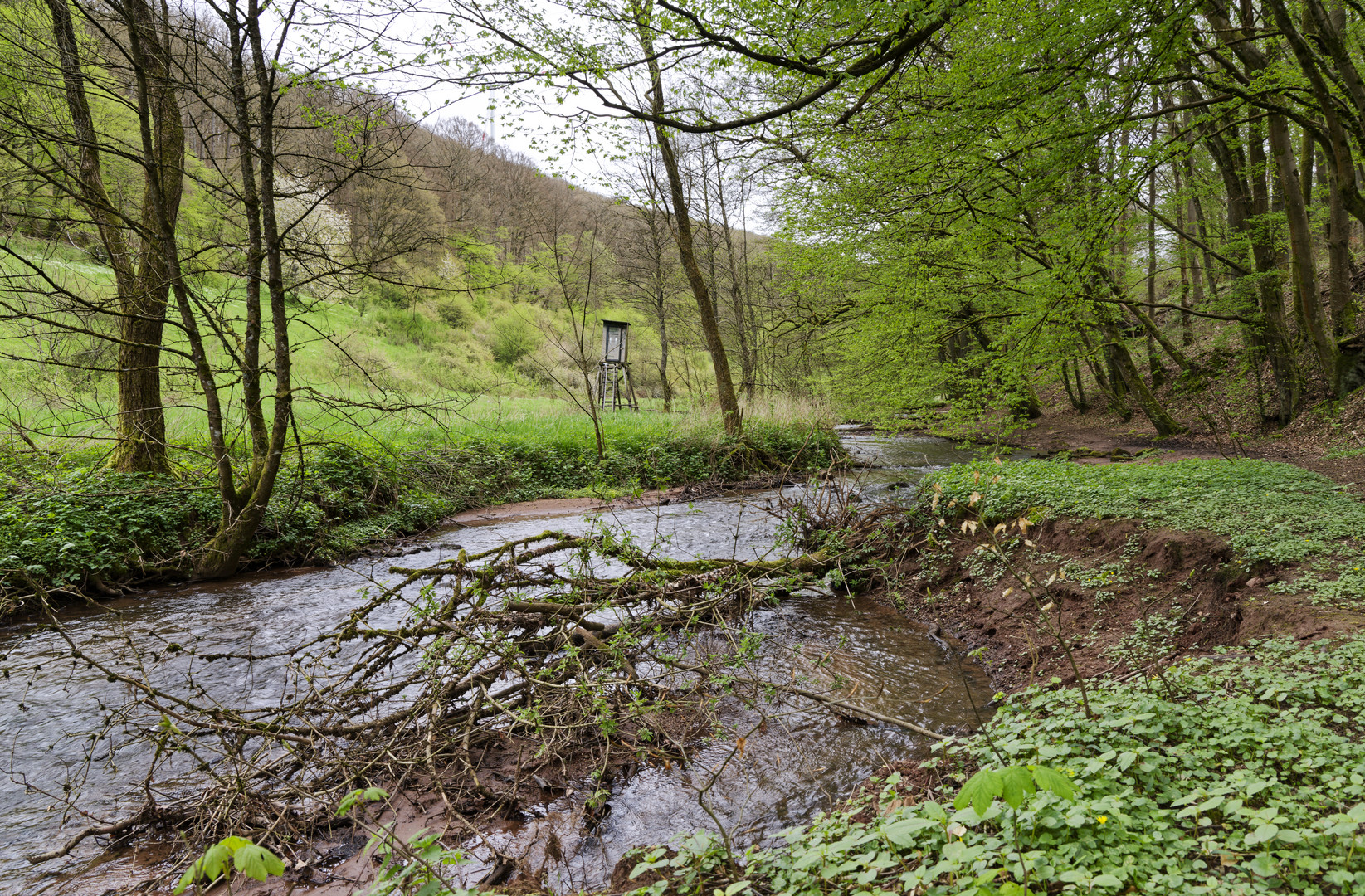 Waldmotive, hier: Frühlingserwachen am Lautenbach (2)