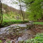 Waldmotive, hier: Frühlingserwachen am Lautenbach (2)