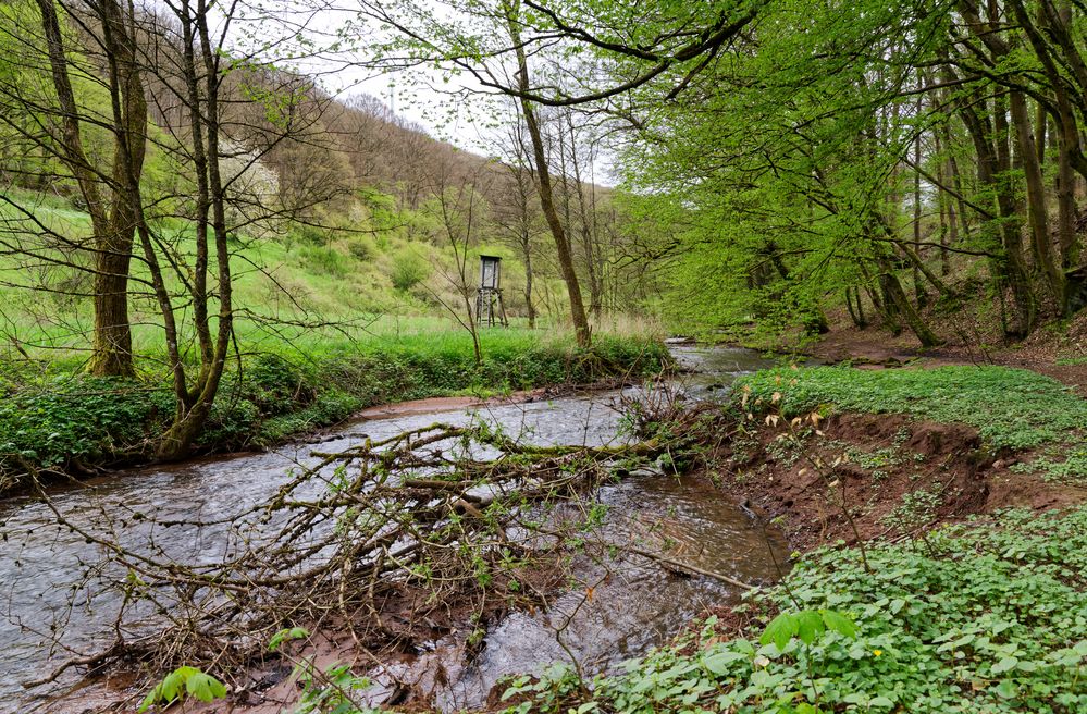 Waldmotive, hier: Frühlingserwachen am Lautenbach (2)