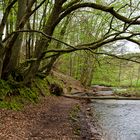 Waldmotive, hier: Frühlingserwachen am Lautenbach (3)