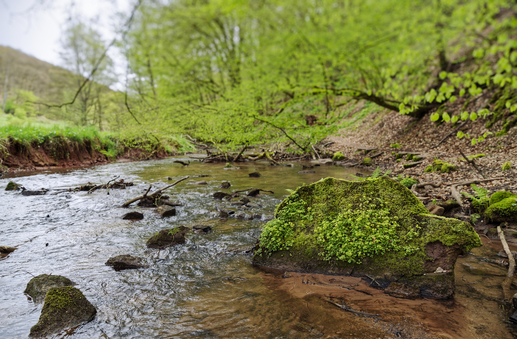 Waldmotive, hier: Frühlingserwachen am Lautenbach (4)