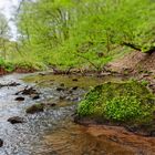 Waldmotive, hier: Frühlingserwachen am Lautenbach (4)