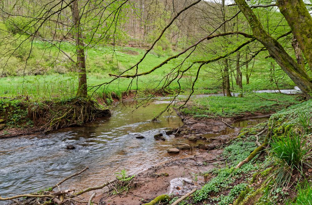 Waldmotive, hier: Frühlingserwachen am Lautenbach (5)