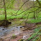 Waldmotive, hier: Frühlingserwachen am Lautenbach (5)