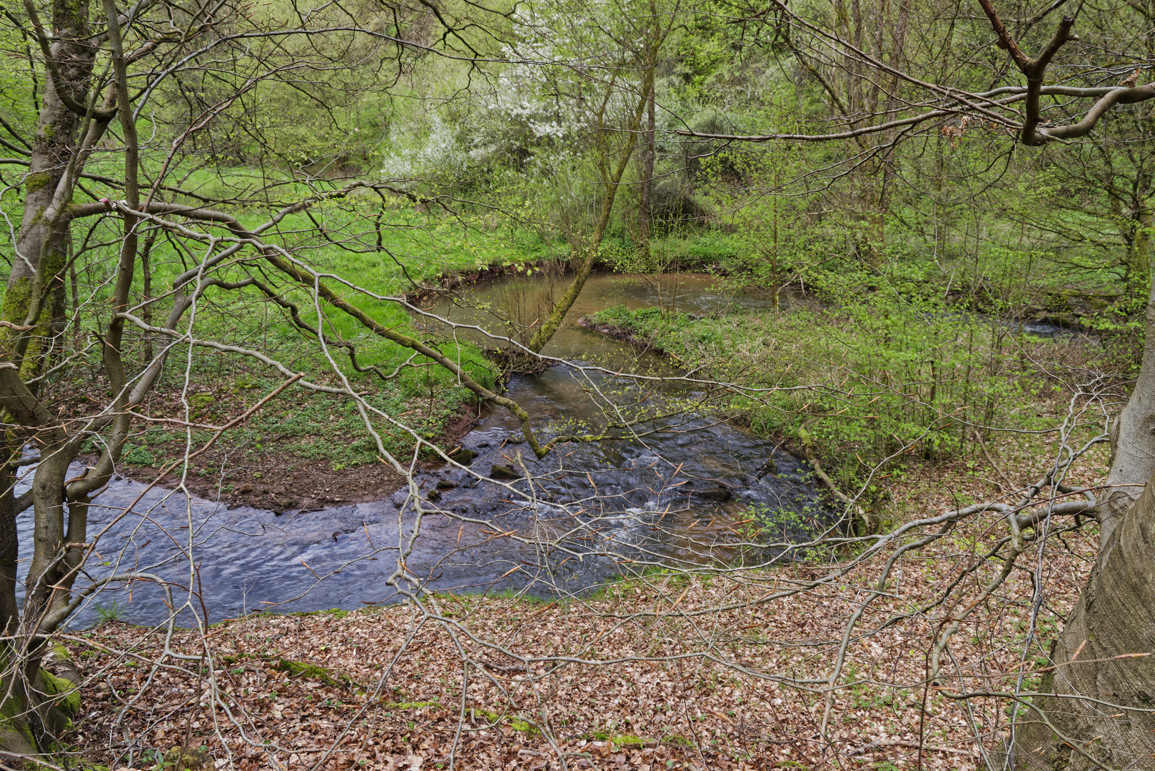 Waldmotive, hier: Frühlingserwachen am Lautenbach (6)