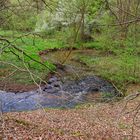 Waldmotive, hier: Frühlingserwachen am Lautenbach (6)