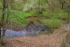 Waldmotive, hier: Frühlingserwachen am Lautenbach (6)