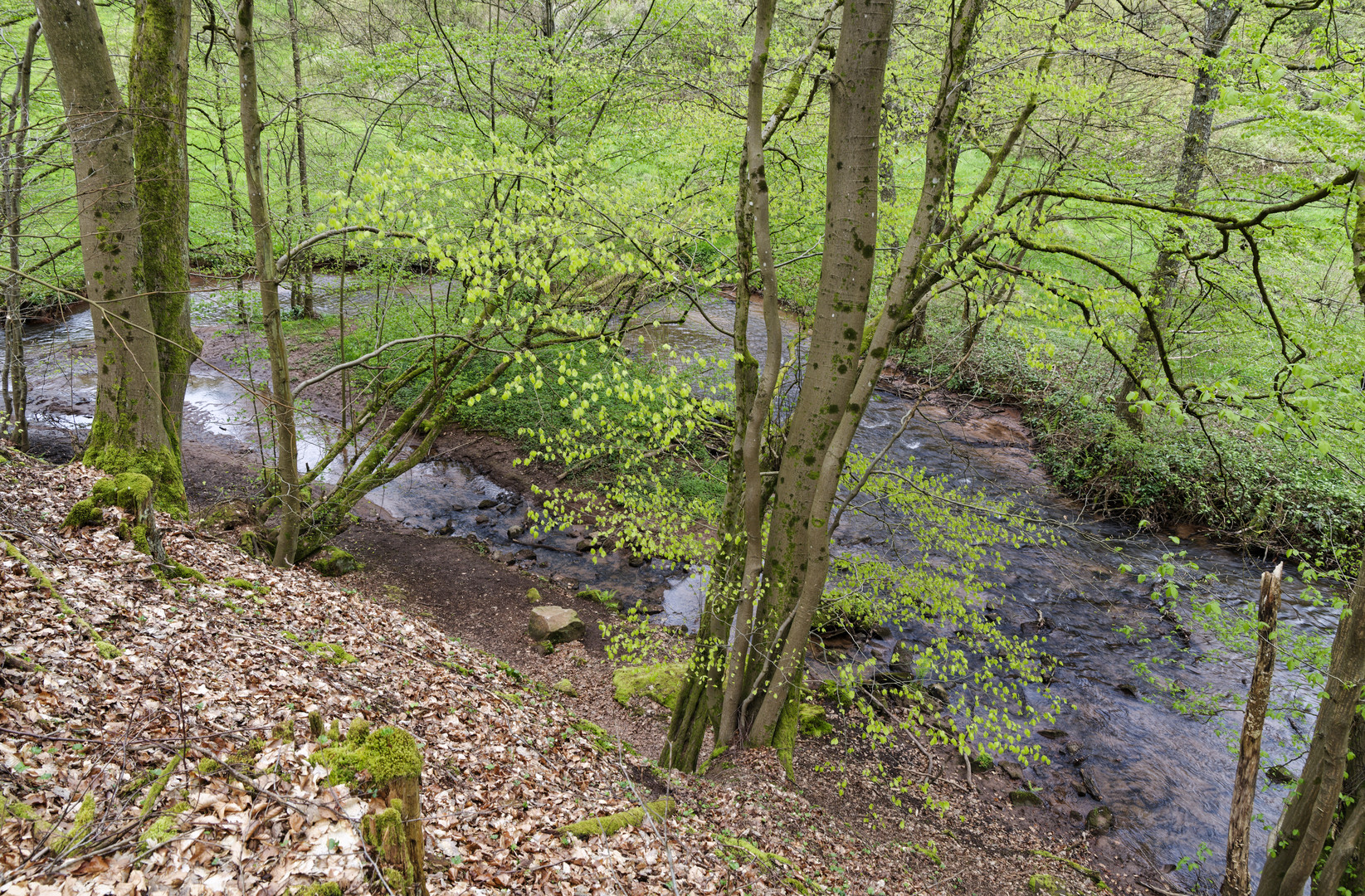 Waldmotive, hier: Frühlingserwachen am Lautenbach (7)