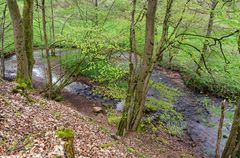 Waldmotive, hier: Frühlingserwachen am Lautenbach (7)