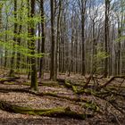 Waldmotive, hier: Frühlingserwachen im Laubwald