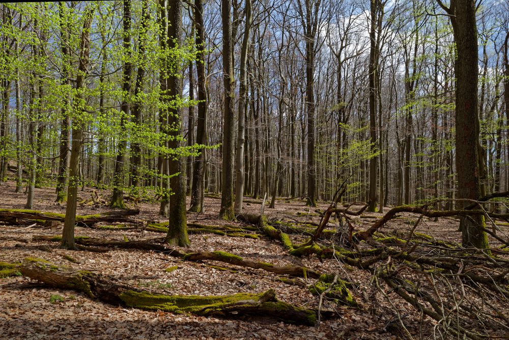 Waldmotive, hier: Frühlingserwachen im Laubwald