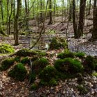 Waldmotive, hier: Frühlingsimpression am Waldbach
