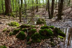 Waldmotive, hier: Frühlingsimpression am Waldbach