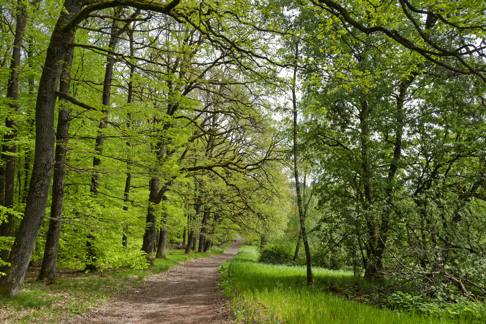 Waldmotive, hier: Frühlingsimpressionen