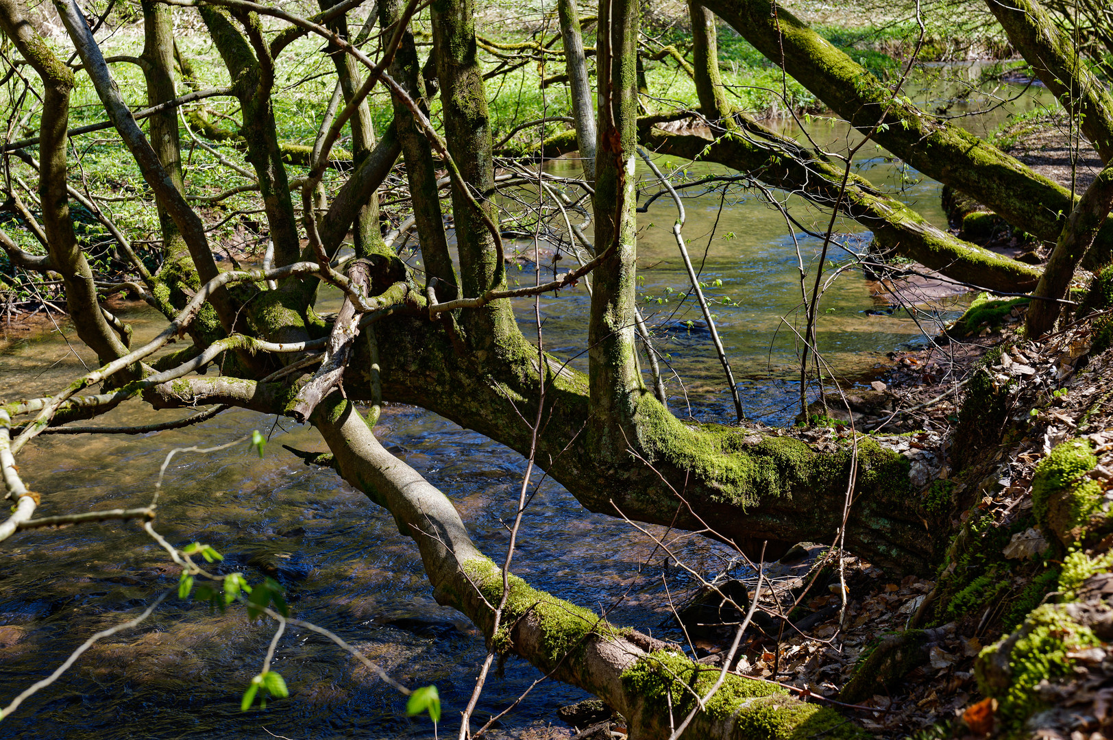 Waldmotive, hier: Frühlingsimpressionen am Lautenbach (10)